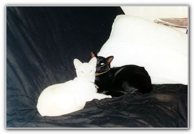 Senna & Sebastian at Hardy Rd